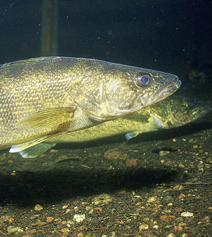 Improving Walleye Credit Efficiency Through Core Group Focus Improving Walleye Credit Efficiency Through Core Group Focus