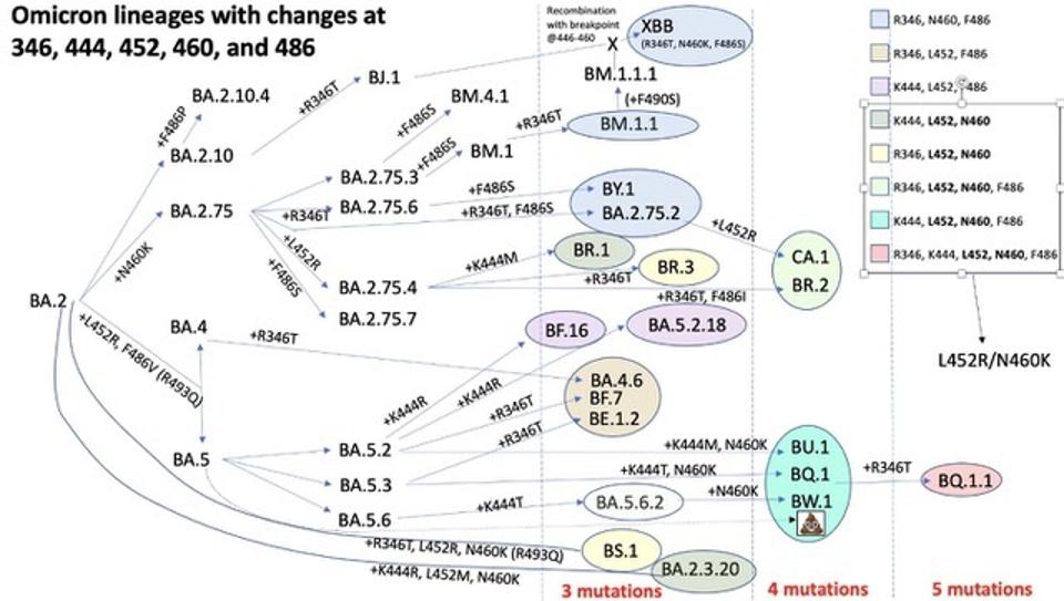 India Detects New COVID-19 Variants BA.1 And LF.7: Assessing The Risk India Detects New COVID-19 Variants BA.1 And LF.7: Assessing The Risk