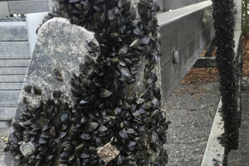 Invasive Zebra Mussels: A Casper Boat Lift Infestation Invasive Zebra Mussels: A Casper Boat Lift Infestation