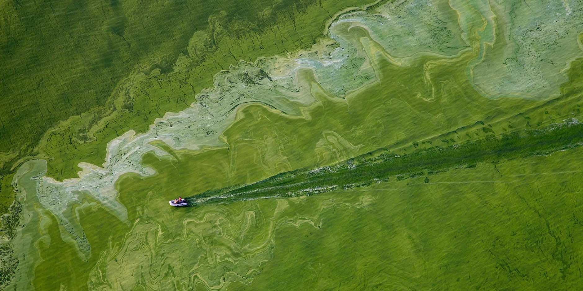 Investigating The Effects Of A Toxic Algae Bloom On California's Coast Investigating The Effects Of A Toxic Algae Bloom On California's Coast