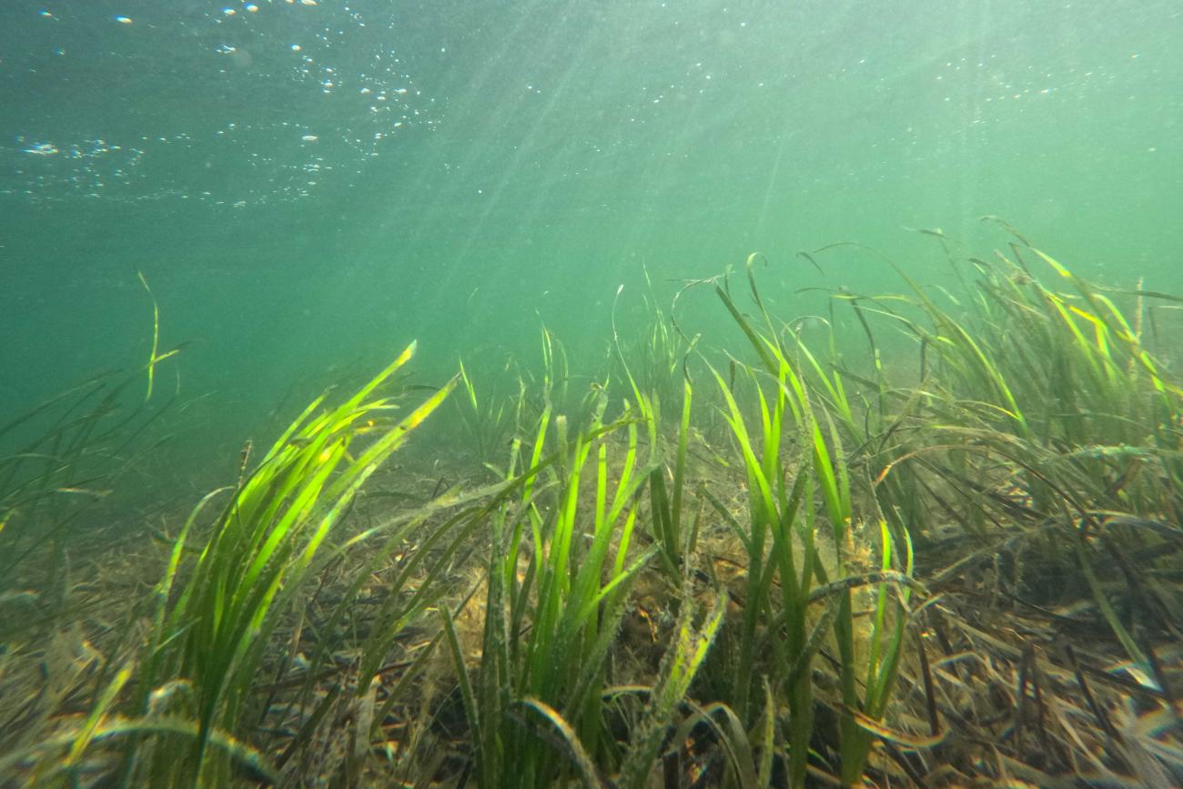 Investing In Scotland's Future: Seagrass Planting And Coastal Regeneration Investing In Scotland's Future: Seagrass Planting And Coastal Regeneration