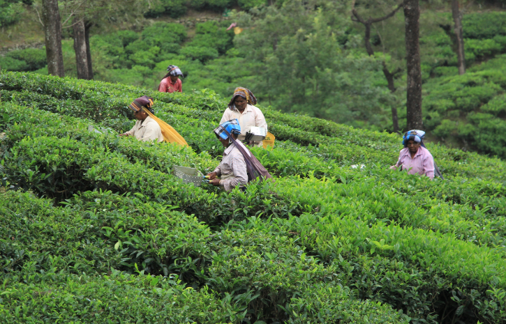 Is Darjeeling Tea's Production In Crisis? Is Darjeeling Tea's Production In Crisis?