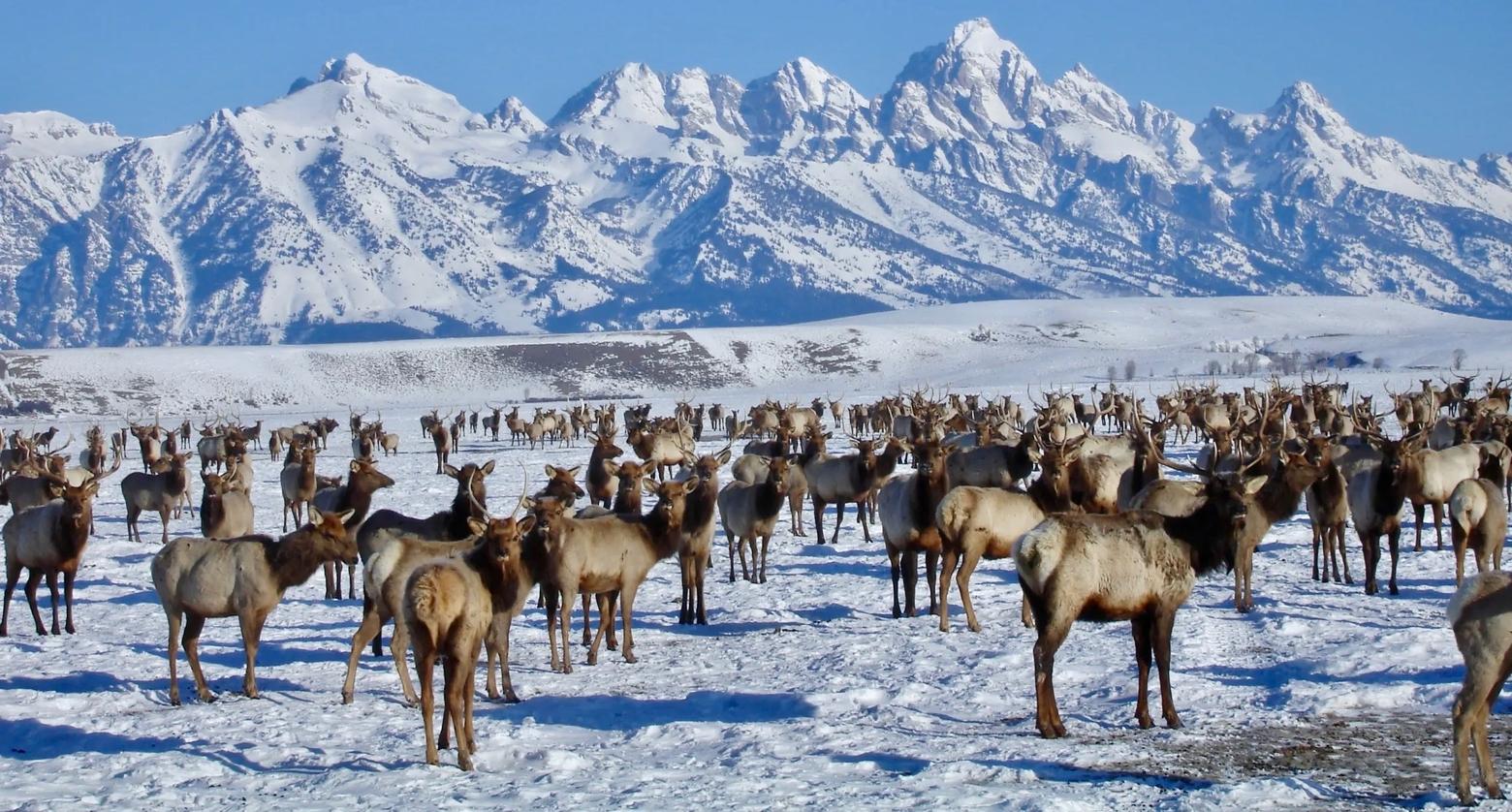 Jackson Hole Elk Feedground: CWD Confirmation And Implications Jackson Hole Elk Feedground: CWD Confirmation And Implications