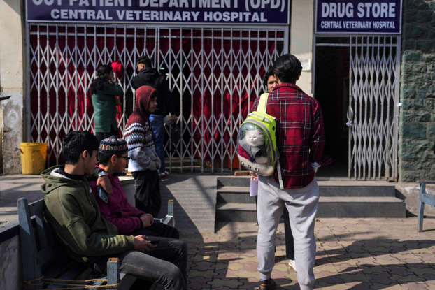 Kashmir Cat Owners On Edge After Viral Posts Surface Kashmir Cat Owners On Edge After Viral Posts Surface