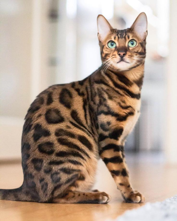 Kashmir's Cat Owners In Upheaval Over Online Rumors Kashmir's Cat Owners In Upheaval Over Online Rumors