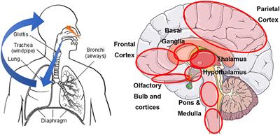 Kawasaki Disease: A Novel Respiratory Virus As The Culprit? Kawasaki Disease: A Novel Respiratory Virus As The Culprit?