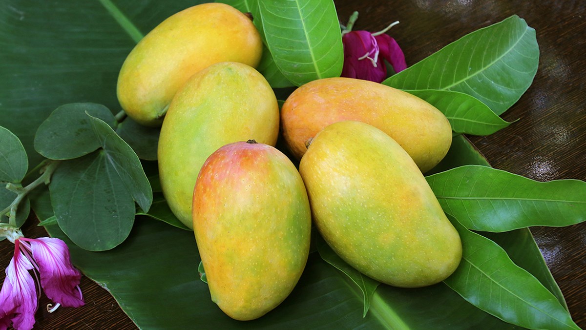 Khám Phá Loại Quả Xưa 60.000đ/kg: Đặc Sản Nổi Tiếng Được Dân Thành Phố Yêu Thích Khám Phá Loại Quả Xưa 60.000đ/kg: Đặc Sản Nổi Tiếng Được Dân Thành Phố Yêu Thích