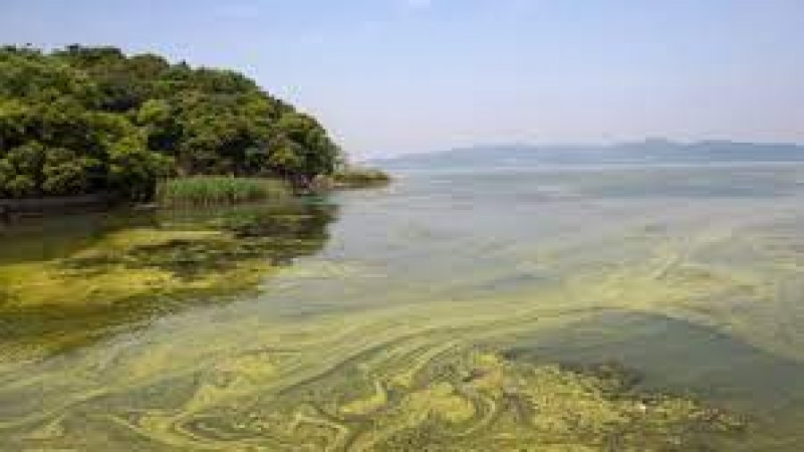 Kodiak Shellfish Harvest Under Threat: Second Consecutive Harmful Algal Bloom Kodiak Shellfish Harvest Under Threat: Second Consecutive Harmful Algal Bloom