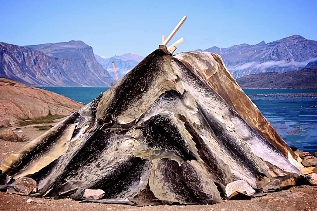 L'Héritage D'Arnarulunguaq : Une Figure Clé De La Culture Inuit L'Héritage D'Arnarulunguaq : Une Figure Clé De La Culture Inuit