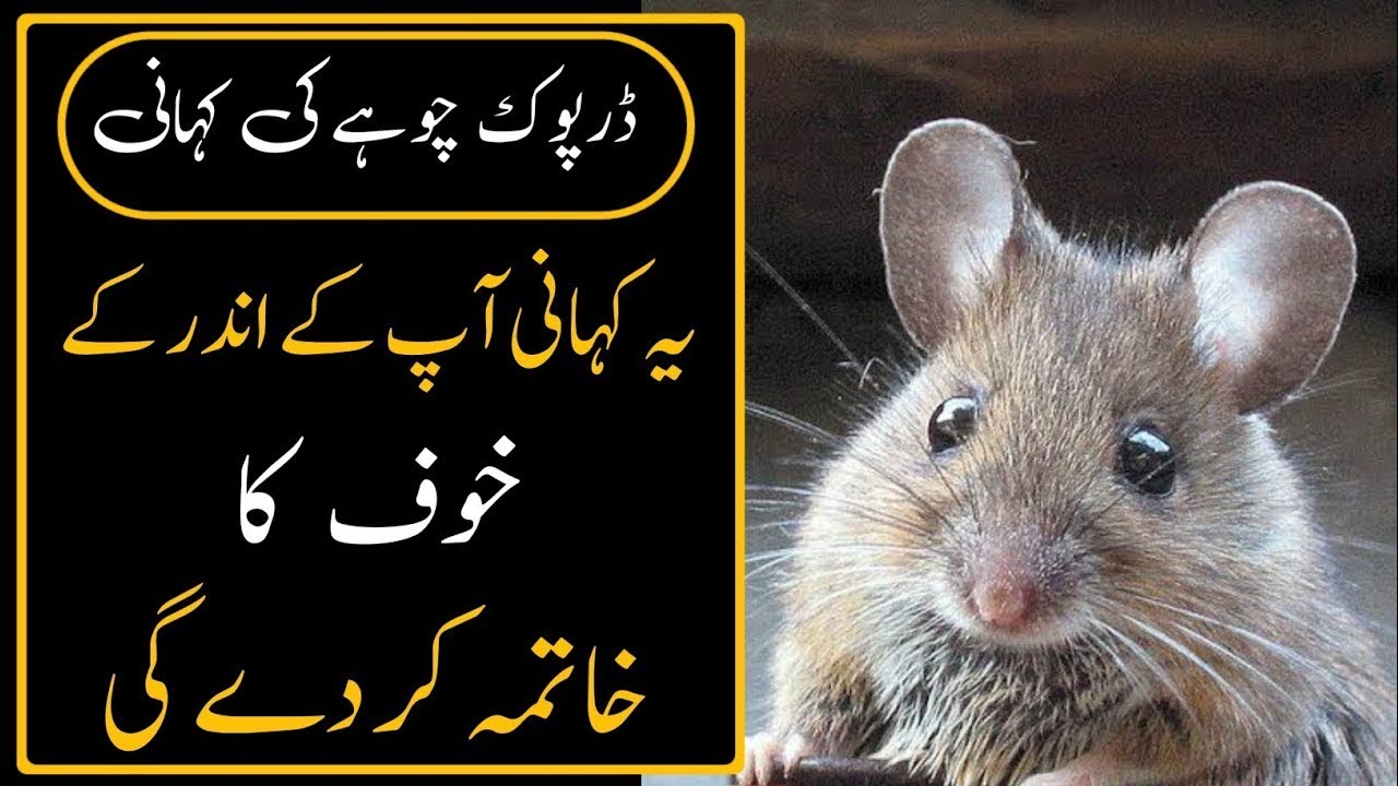 لاہور میں گوشت کی قیمتوں پر قابو پانے کی ناکامی: وجوہات اور نتائج لاہور میں گوشت کی قیمتوں پر قابو پانے کی ناکامی: وجوہات اور نتائج