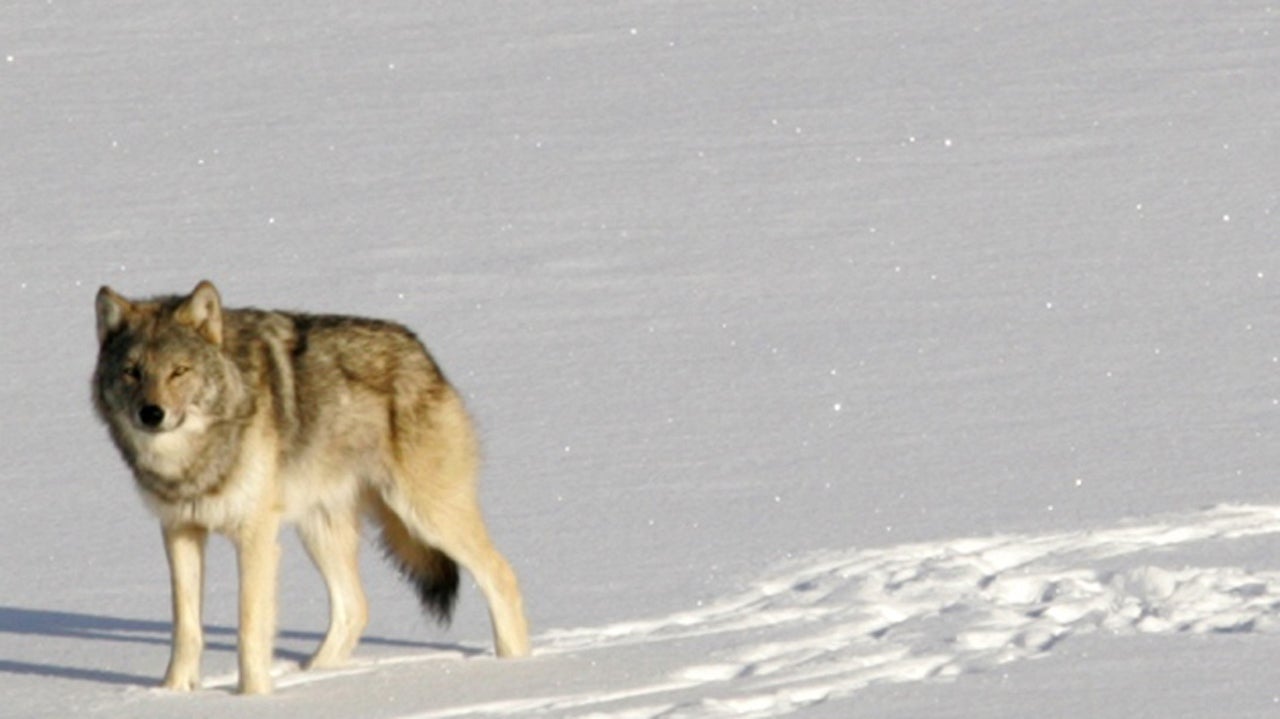 Managing The Increasing Wolf Population In The North State Managing The Increasing Wolf Population In The North State