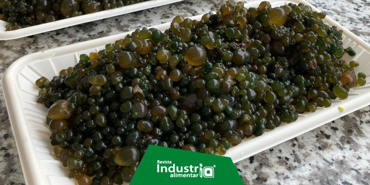 Más Allá Del Arándano: El Superalimento Definitivo Para Prevenir Enfermedades Crónicas Más Allá Del Arándano: El Superalimento Definitivo Para Prevenir Enfermedades Crónicas