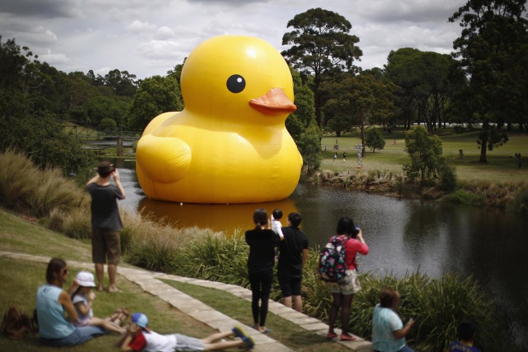 Massive Rubber Duck Installation: Myrtle Beach's Unique Attraction And Its Meaning Massive Rubber Duck Installation: Myrtle Beach's Unique Attraction And Its Meaning