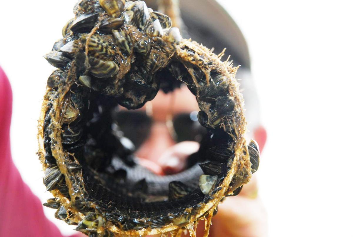 Massive Zebra Mussel Infestation Discovered In Casper Massive Zebra Mussel Infestation Discovered In Casper