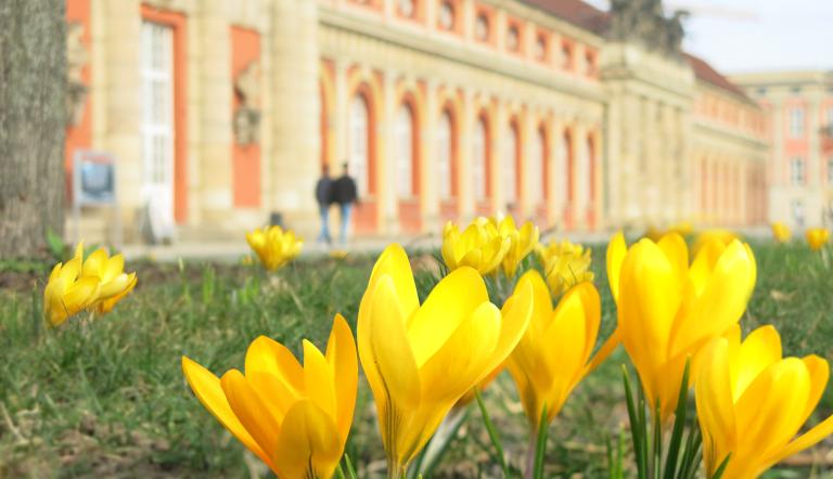Naturschutz In Der Sächsischen Schweiz: 190.000 Bäume Gepflanzt