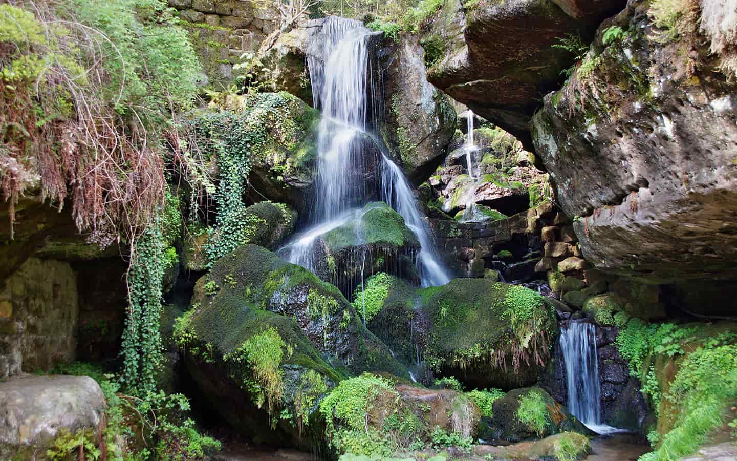Naturschutzprojekt Sächsische Schweiz: 190.000 Neue Bäume Für Die Region Naturschutzprojekt Sächsische Schweiz: 190.000 Neue Bäume Für Die Region