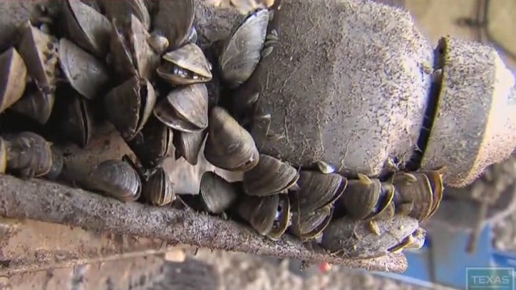 New Boat Lift In Casper Reveals Massive Zebra Mussel Problem New Boat Lift In Casper Reveals Massive Zebra Mussel Problem
