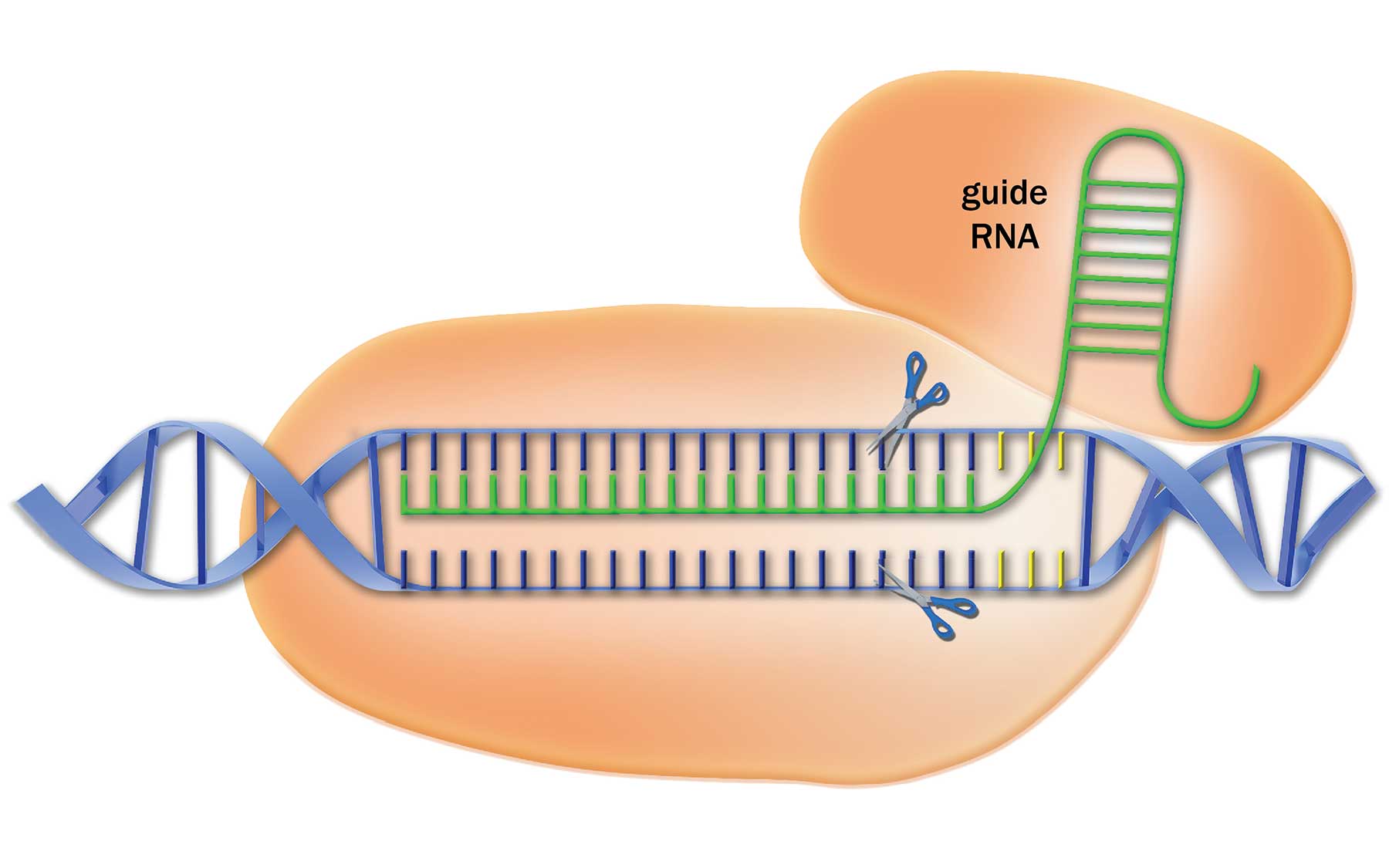 New CRISPR Modification: Enhanced Gene Editing Accuracy And Effectiveness New CRISPR Modification: Enhanced Gene Editing Accuracy And Effectiveness