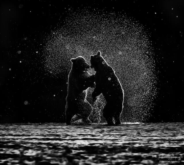 Night Hunter: Safety Precautions And Ethical Considerations For Nighttime Wildlife Viewing Night Hunter: Safety Precautions And Ethical Considerations For Nighttime Wildlife Viewing