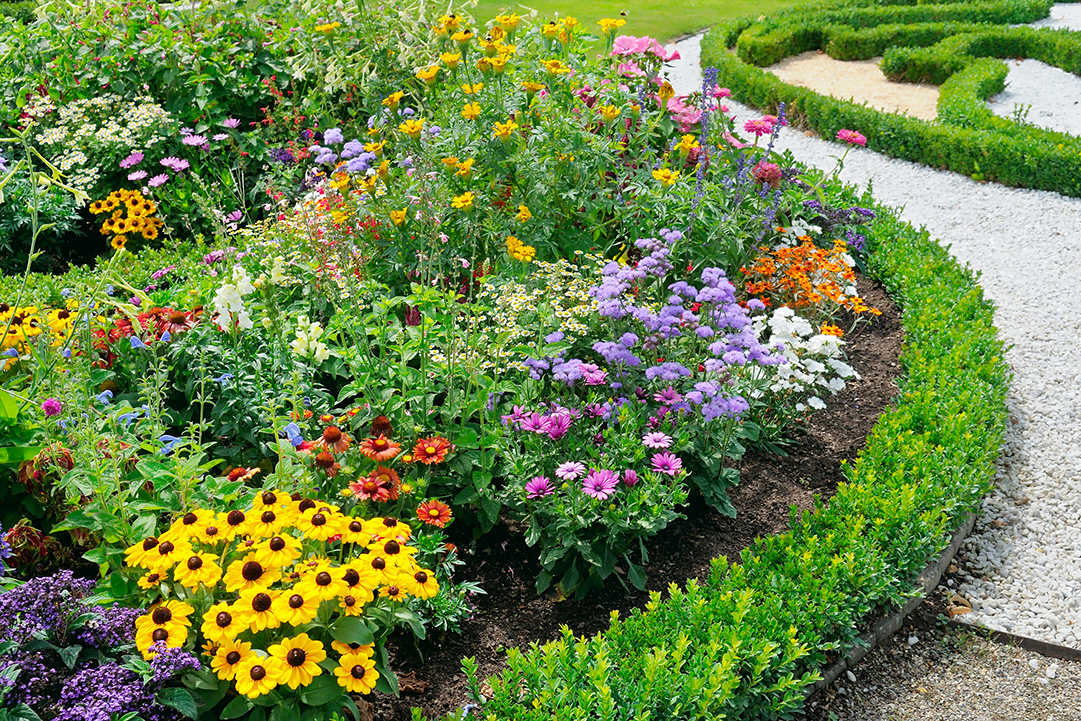 Perennials Or Annuals: A Gardener's Guide To Flower Selection Perennials Or Annuals: A Gardener's Guide To Flower Selection