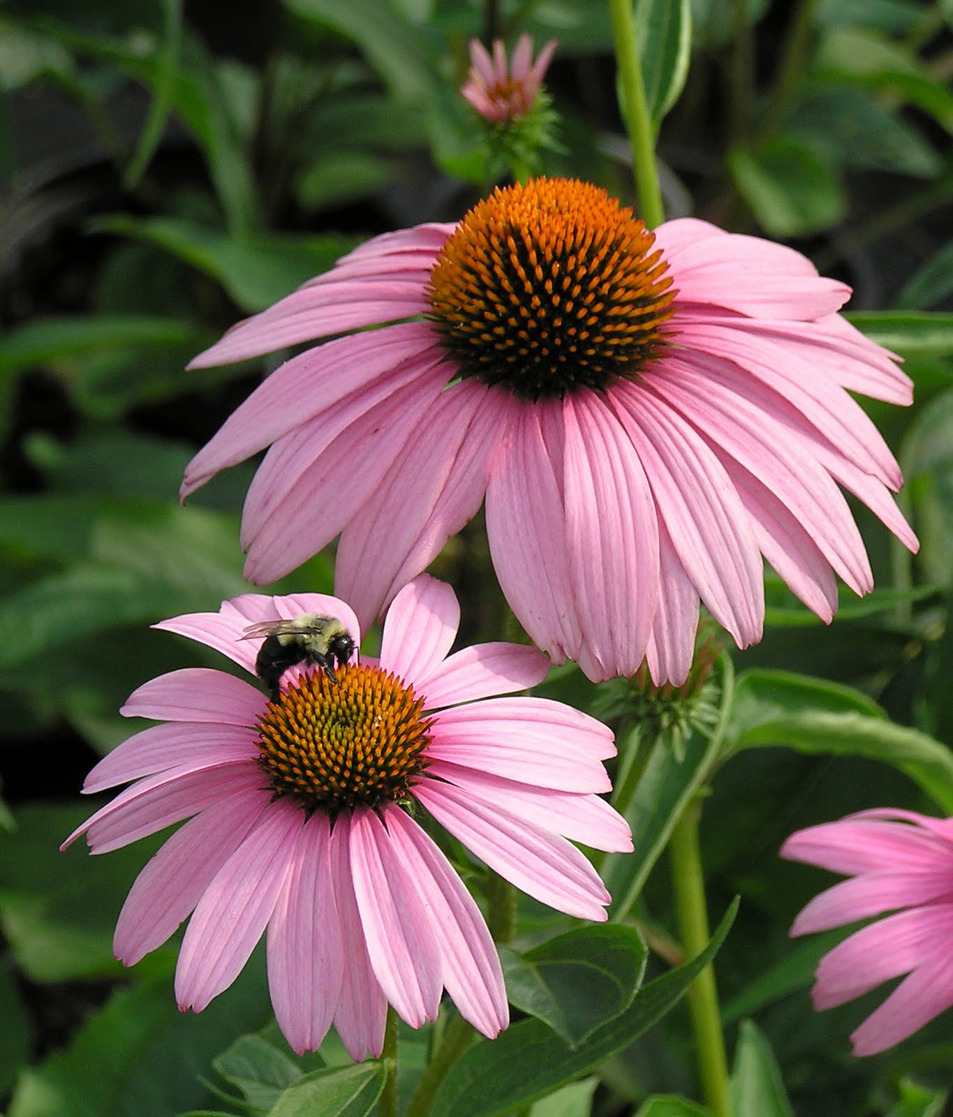 Perennials Vs. Annuals: Making The Best Choice For Your Flowerbeds