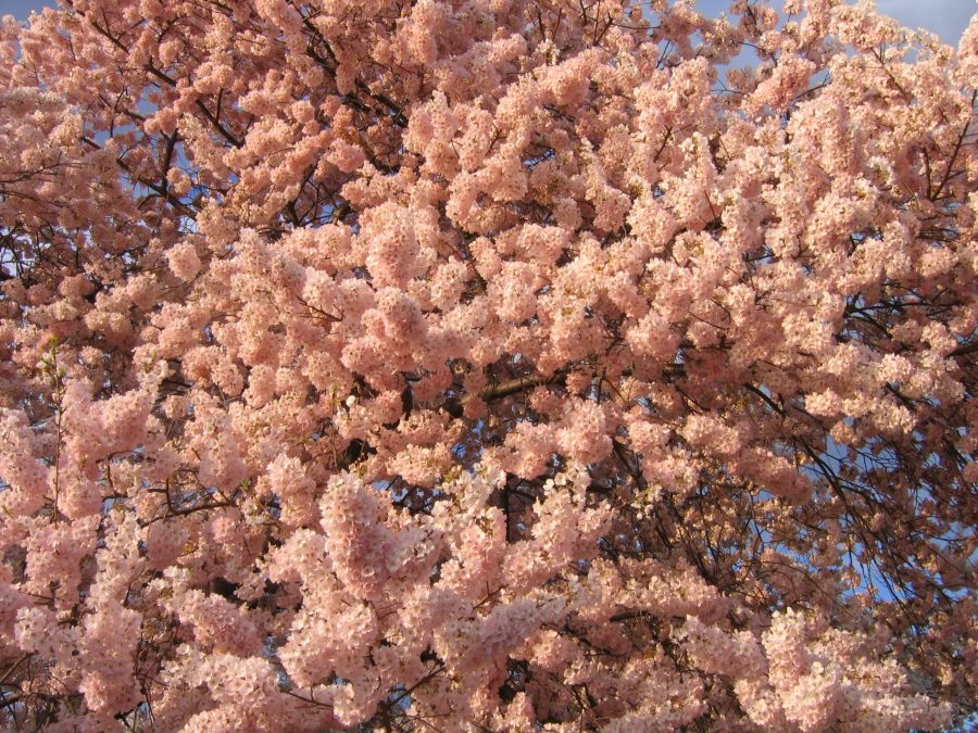 Planning Your Springwatch: Optimal Timing For Japan's Cherry Blossoms Planning Your Springwatch: Optimal Timing For Japan's Cherry Blossoms