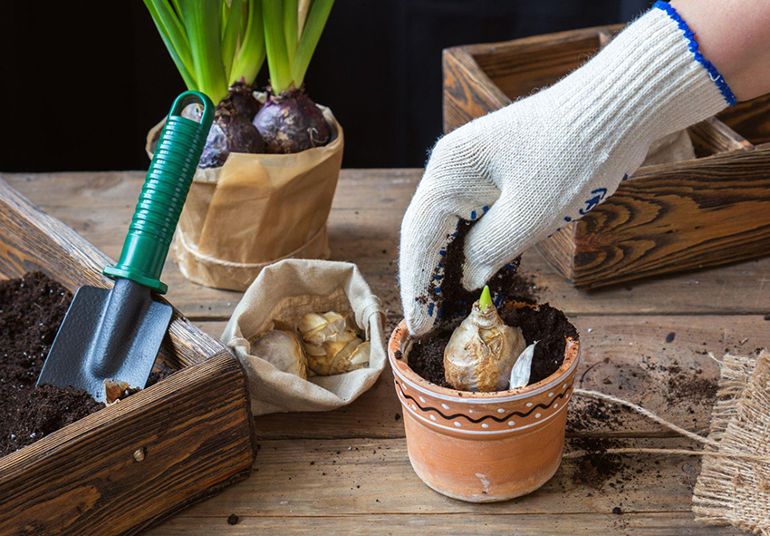 Planting Hyacinth Bulbs: A Guide To Timing For Optimal Bloom Planting Hyacinth Bulbs: A Guide To Timing For Optimal Bloom
