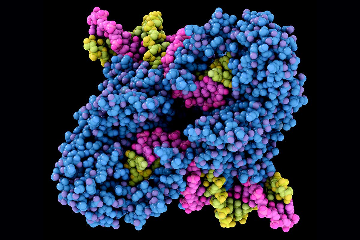 Powerful CRISPR: Precise Whole Gene Insertion Into Human DNA Powerful CRISPR: Precise Whole Gene Insertion Into Human DNA