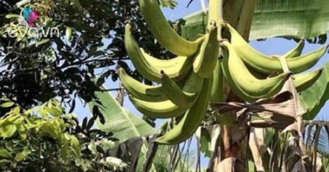 Quả Xưa Ít Ai Biết Nay Được Dân Thành Phố Ưa Chuộng Giá 60.000đ/kg Quả Xưa Ít Ai Biết Nay Được Dân Thành Phố Ưa Chuộng Giá 60.000đ/kg