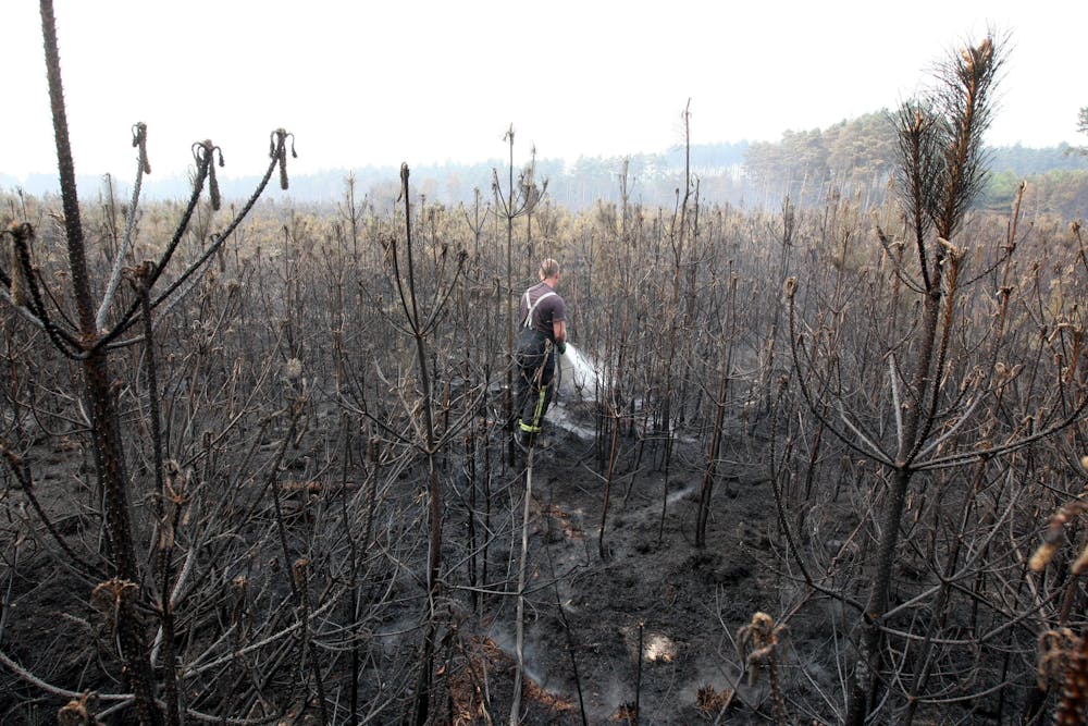 Rare UK Wildlife Facing Extinction Due To Increasing Wildfires Rare UK Wildlife Facing Extinction Due To Increasing Wildfires