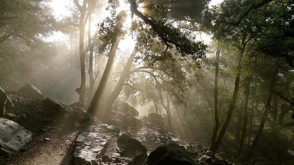 Record Forest Loss: Wildfires Intensify Global Deforestation Crisis Record Forest Loss: Wildfires Intensify Global Deforestation Crisis
