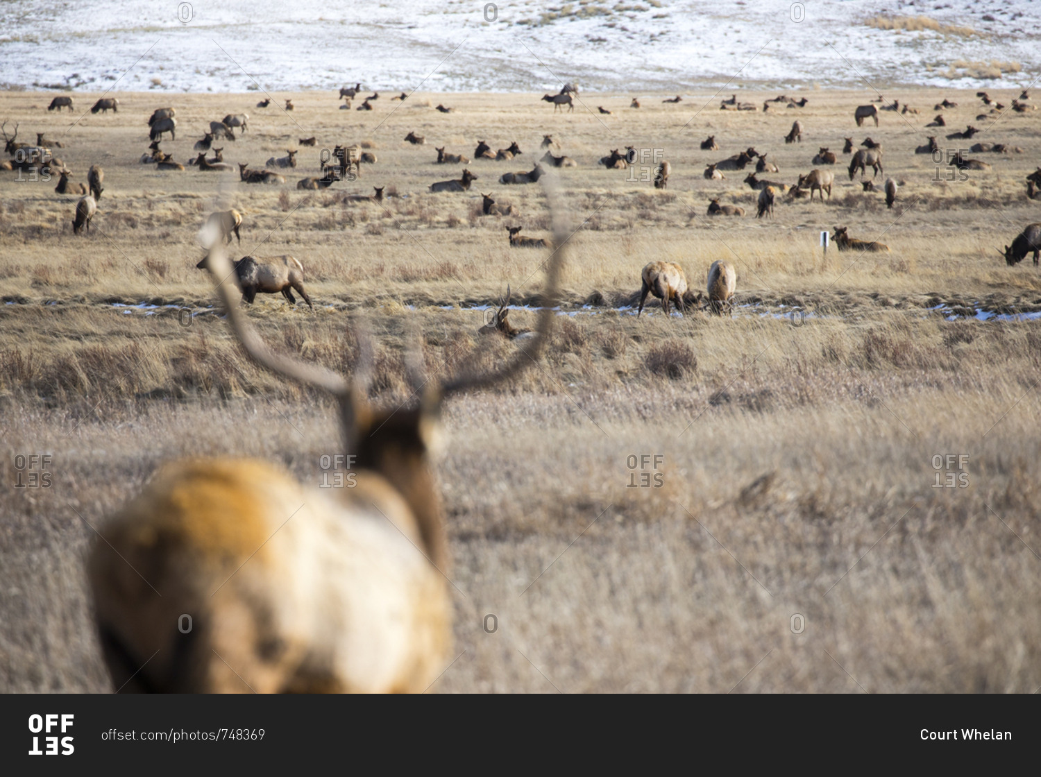 Reduced Jackson Elk Hunting Permits Following Public Outcry Reduced Jackson Elk Hunting Permits Following Public Outcry