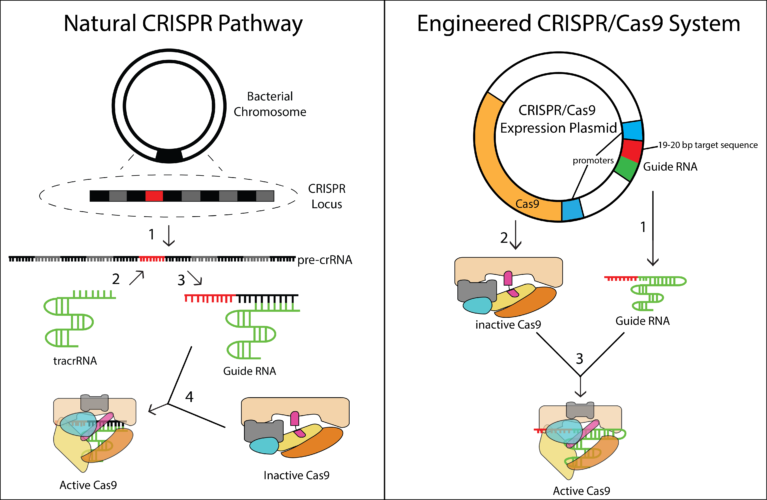 Revolutionizing Gene Therapy: Powerful CRISPR System For Whole Gene Integration Revolutionizing Gene Therapy: Powerful CRISPR System For Whole Gene Integration