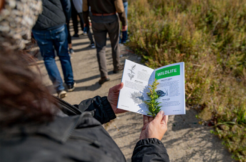Roastable Roots: A Foraging Adventure With A Carrot Relative