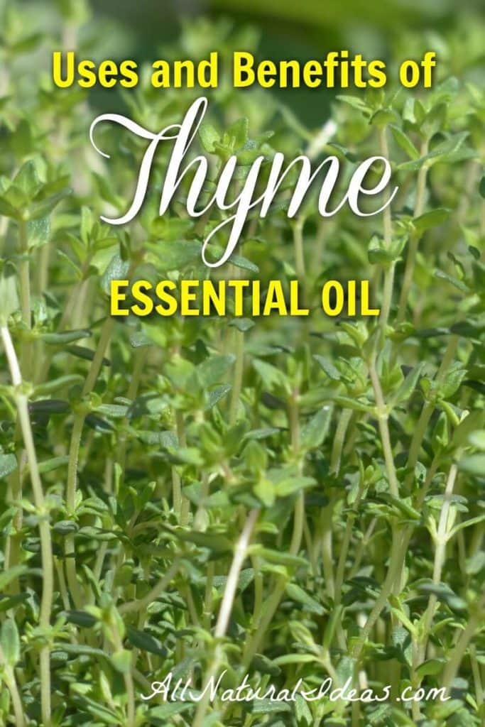 Rosemary & Thyme Essential Oils: Benefits And Uses Rosemary & Thyme Essential Oils: Benefits And Uses