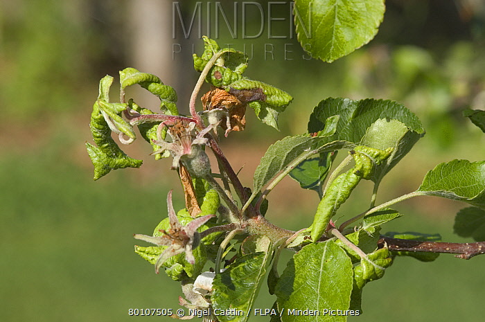 Rosy Apple Aphid Infestation: Impact On Apple Production And Harvest Yields Rosy Apple Aphid Infestation: Impact On Apple Production And Harvest Yields
