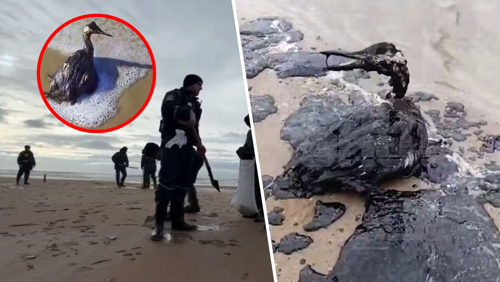 Russia Closes 62 Miles Of Black Sea Beaches Following Oil Spill