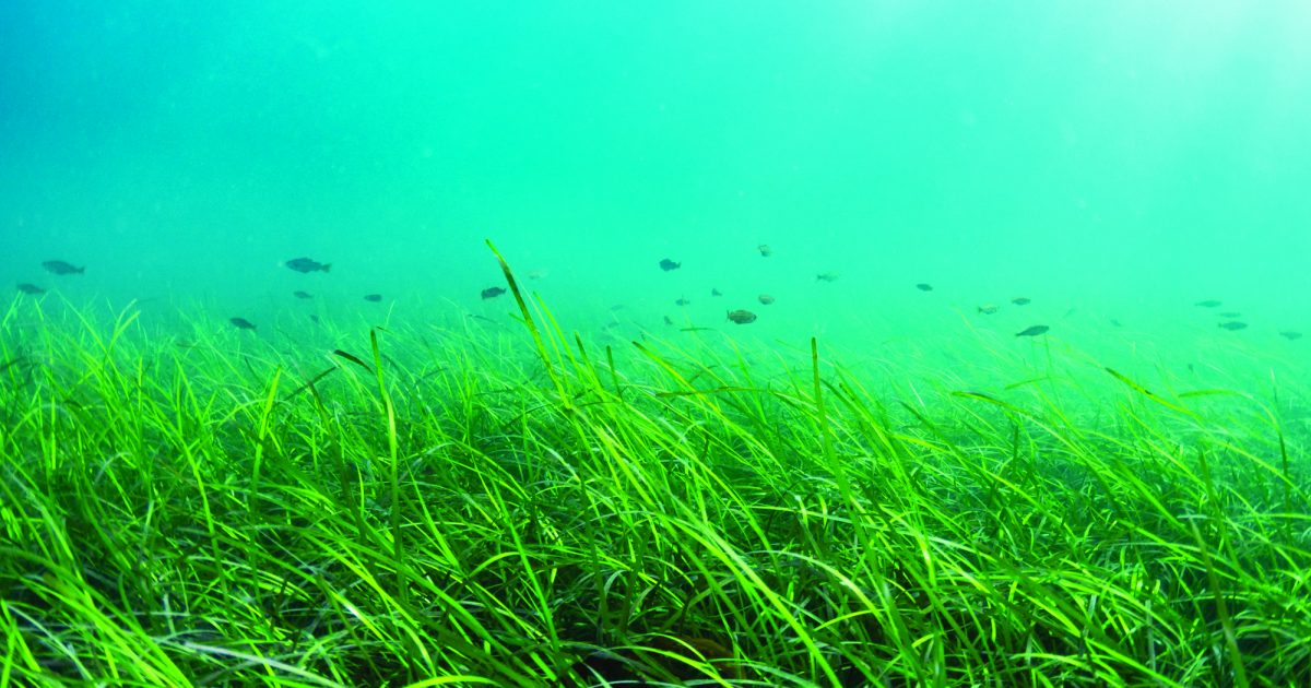 Scotland's Coastal Revival: Seagrass Restoration Bids Scotland's Coastal Revival: Seagrass Restoration Bids