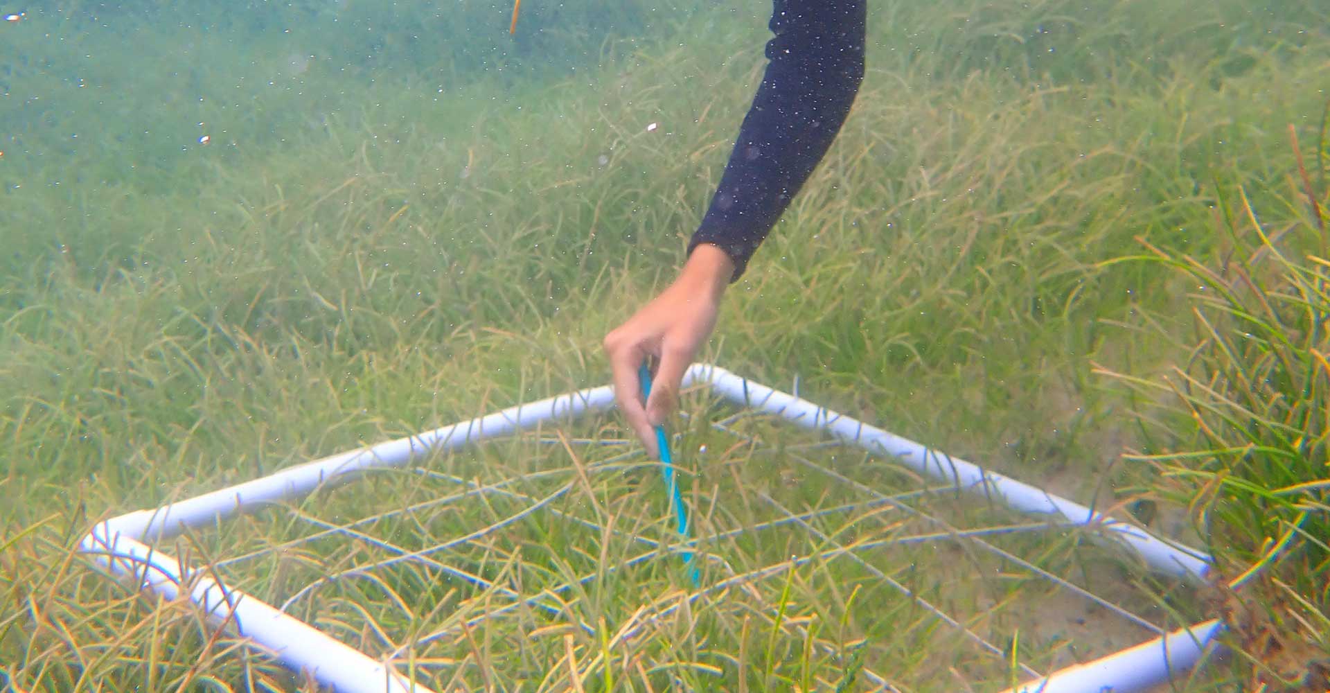 Scotland's Coastal Revival: The Promise Of Seagrass Restoration Scotland's Coastal Revival: The Promise Of Seagrass Restoration