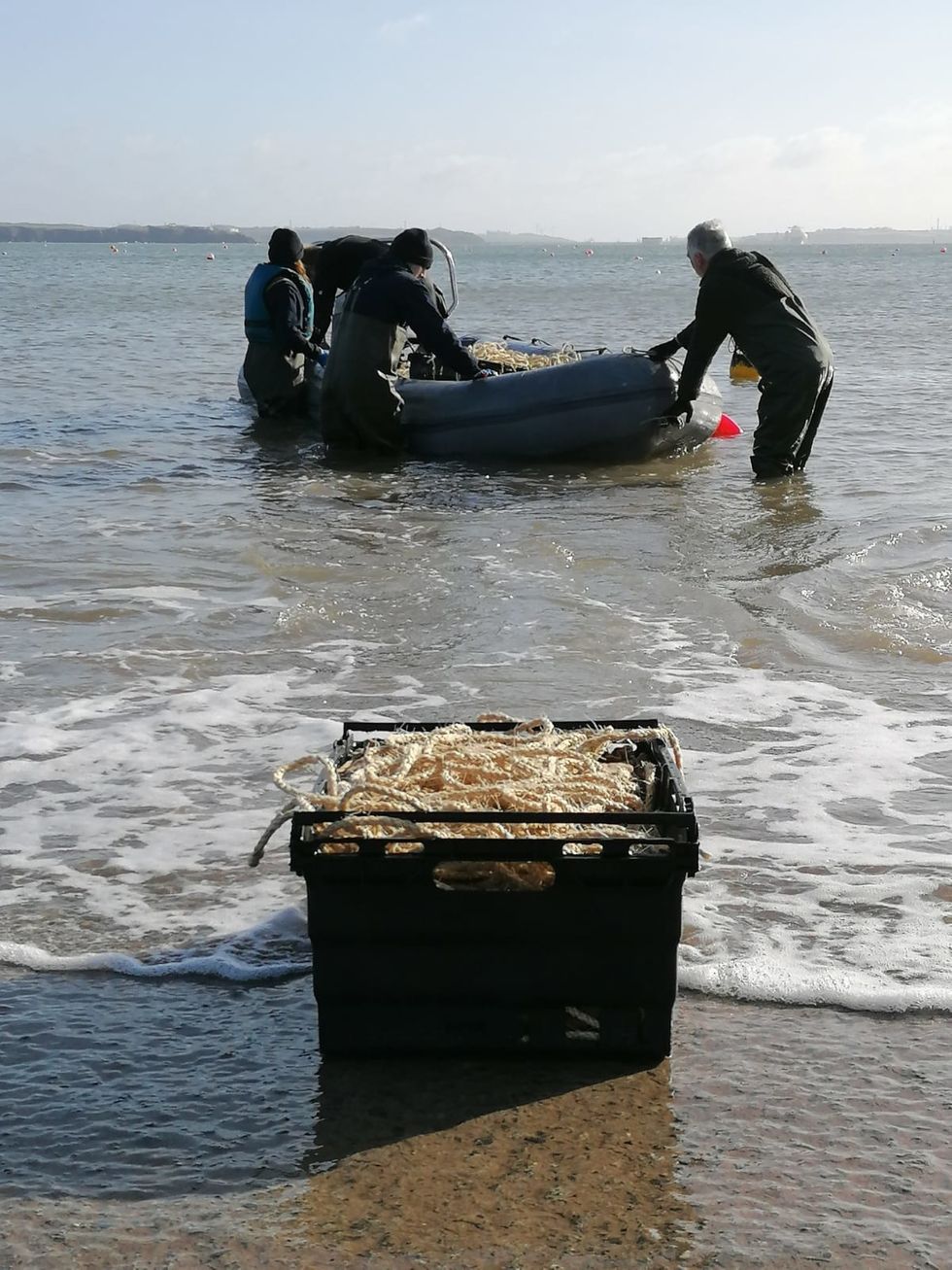 Scotland's Coastal Revival: The Role Of Seagrass Planting Bids Scotland's Coastal Revival: The Role Of Seagrass Planting Bids