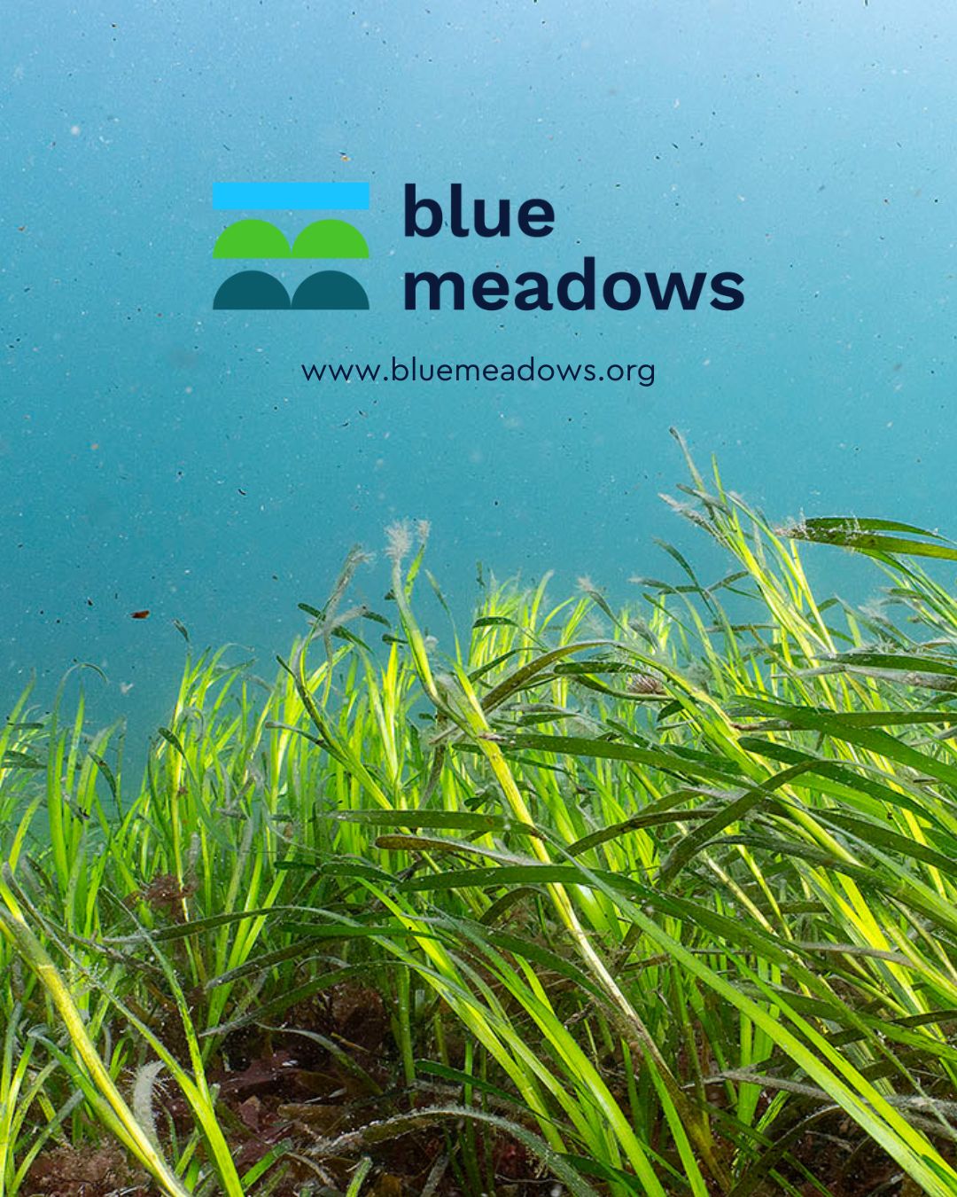 Scottish Seagrass Restoration: A Bid For Coastal Regeneration Scottish Seagrass Restoration: A Bid For Coastal Regeneration
