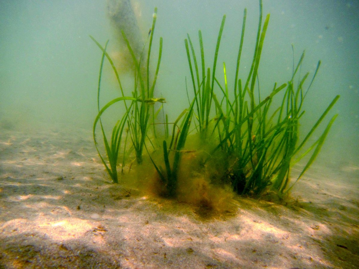 Seagrass: Funding And Future Plans For Coastal Restoration In Scotland Seagrass: Funding And Future Plans For Coastal Restoration In Scotland