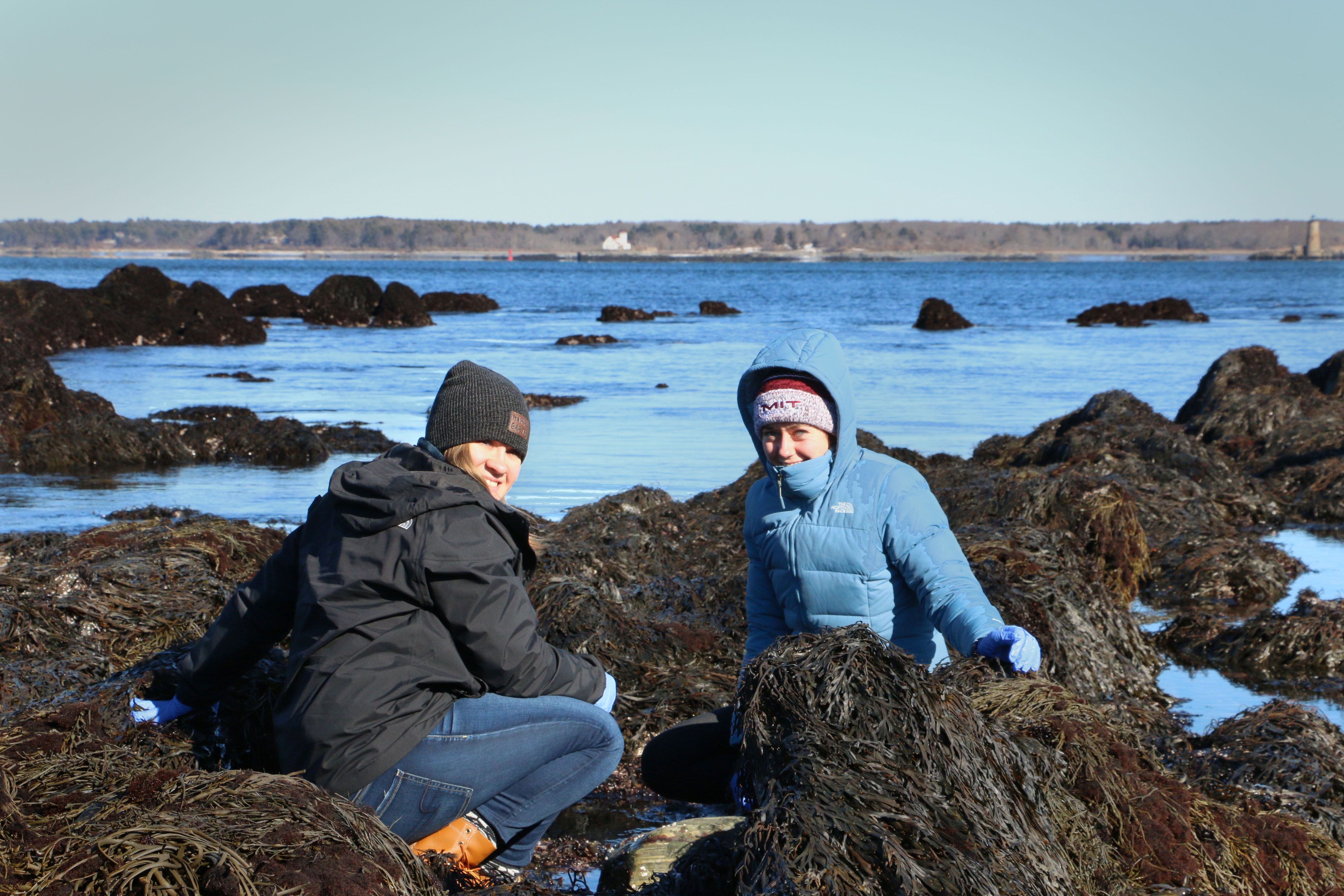 Seagrass Planting: A Bid To Renew Scotland's Coastal Ecosystems Seagrass Planting: A Bid To Renew Scotland's Coastal Ecosystems
