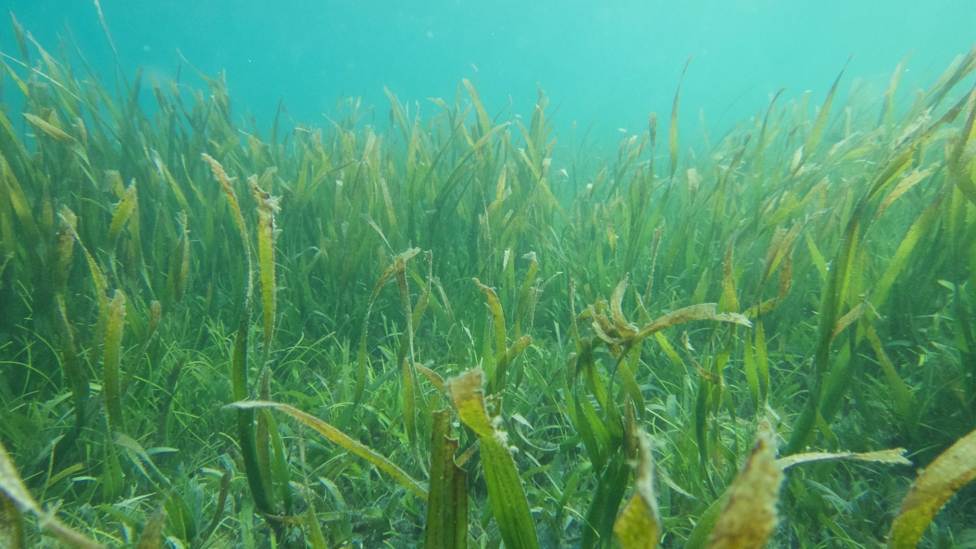 Seagrass Restoration: Bids And Projects Along Scotland's Coast Seagrass Restoration: Bids And Projects Along Scotland's Coast