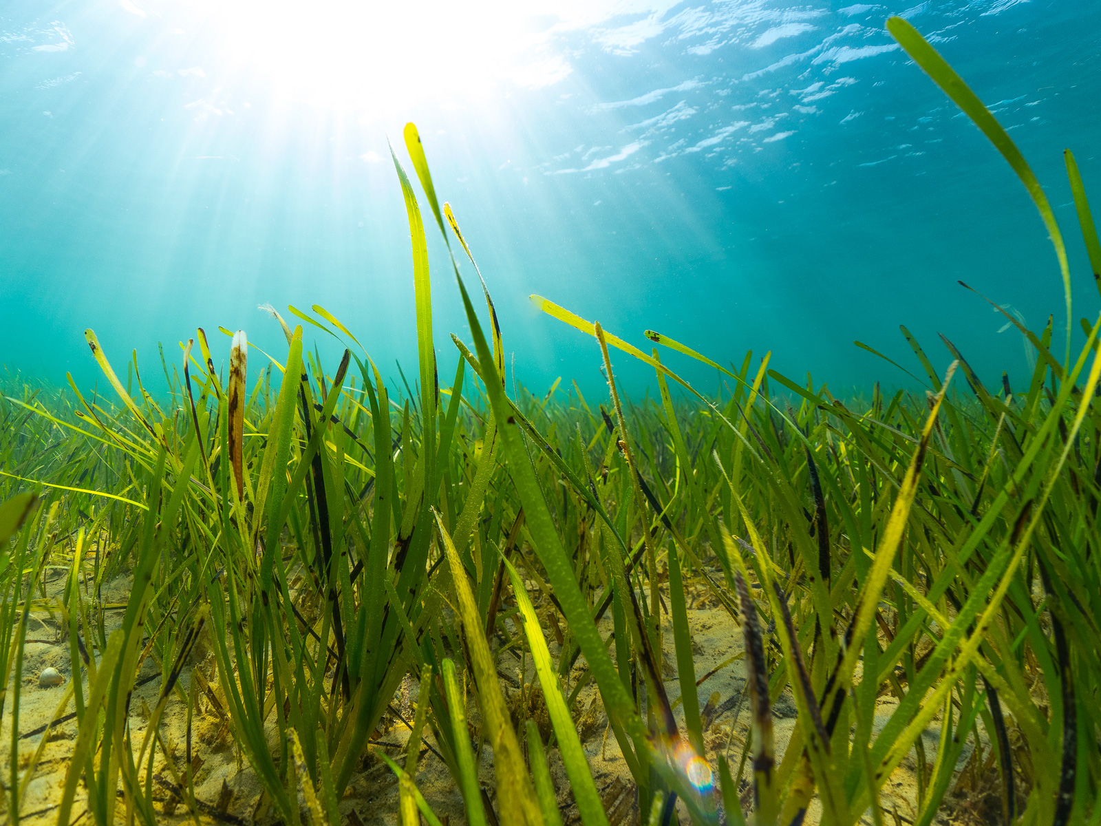Seagrass Restoration Bids: Revitalizing Scotland's Coastal Habitats Seagrass Restoration Bids: Revitalizing Scotland's Coastal Habitats