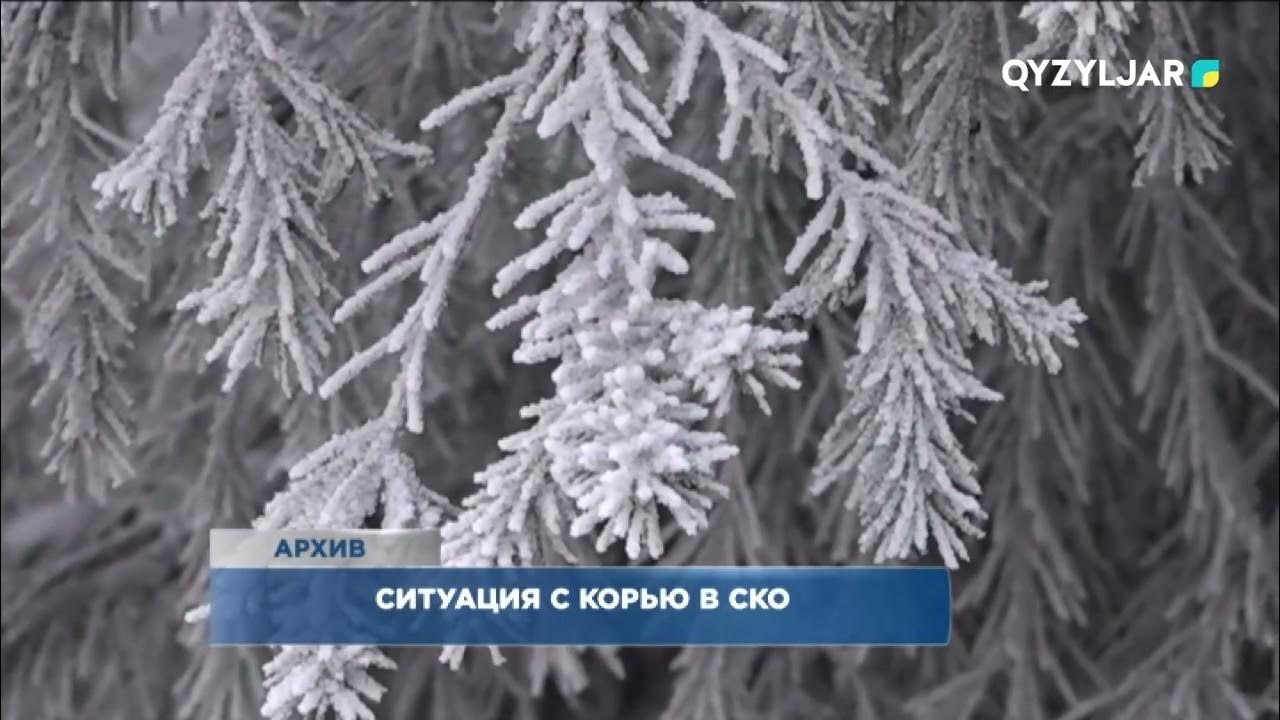 Ситуация С Корью В Монголии:  Рост Заболеваемости И Проблемы С Доступом К Медицинской Помощи