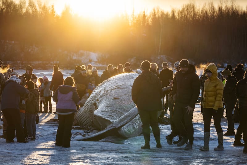Soft Mudflats Delay Anchorage Fin Whale Skeleton Recovery Due To Warming Weather Soft Mudflats Delay Anchorage Fin Whale Skeleton Recovery Due To Warming Weather