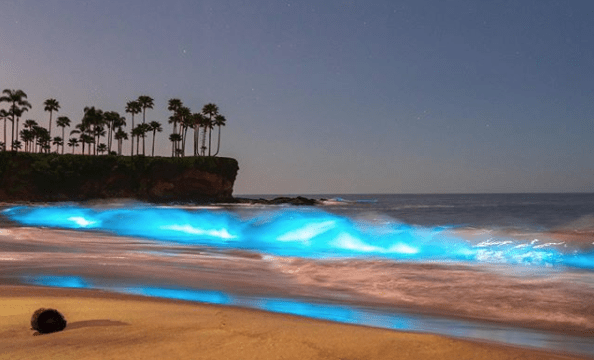 Spring And Fall: Bioluminescent Waves At Southern California Beaches Spring And Fall: Bioluminescent Waves At Southern California Beaches