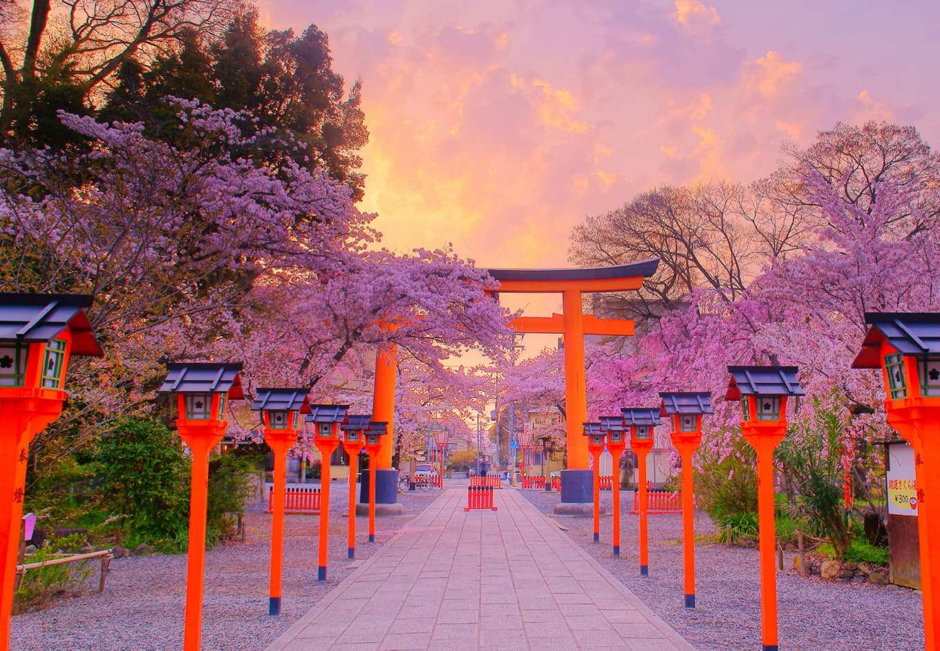 Springwatch Japan: A Comprehensive Guide To Cherry Blossom Viewing Springwatch Japan: A Comprehensive Guide To Cherry Blossom Viewing