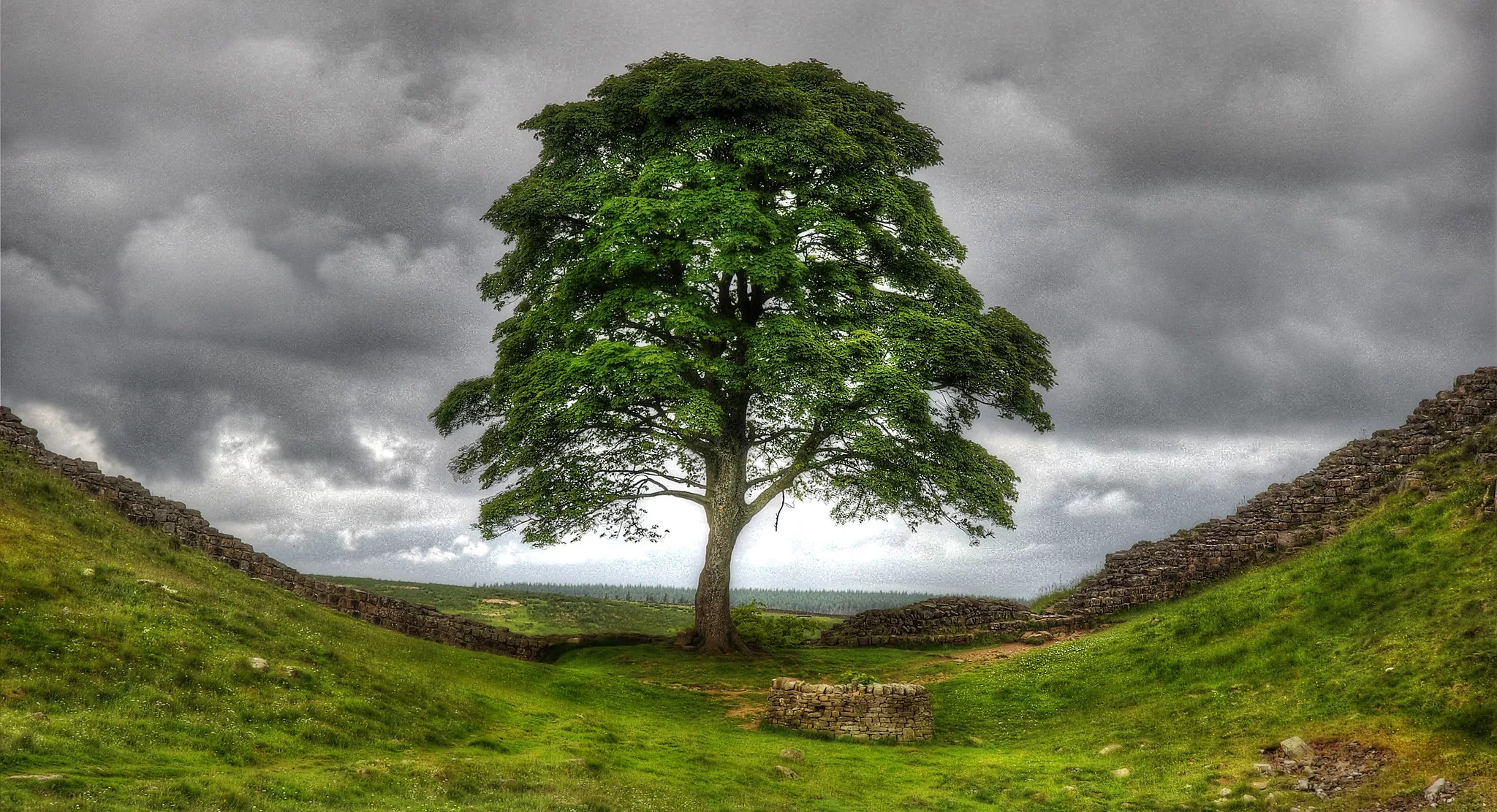 Sycamore Gap Tree Vandalism: Two Men Found Guilty Sycamore Gap Tree Vandalism: Two Men Found Guilty